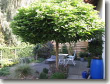Der Kugel-Trompetenbaum    Catalpa bignonioides Nana