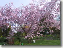 Frühe Zierkirsche    Prunus sargentii Accolade