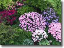 Schaupflanzungen - Thema: Moorbeet - Rhododendronbeet