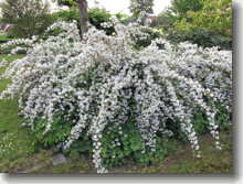 Kalmienblütige Deutzie    Deutzia kalmiiflora