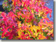 Kugel-Amberbaum    Liquidambar styraciflua Gum Ball     in Herbstfärbung