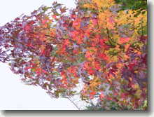 Veredelter Amberbaum    Liquidambar styraciflua Lane Roberts    in Herbstfärbung