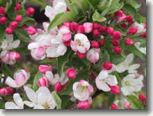 Blüten des Zwerg-Zierapfels    Malus Pom Zai