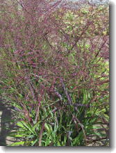 Panicum virgatum Shenandoah - Gartenhirse Shenandoah