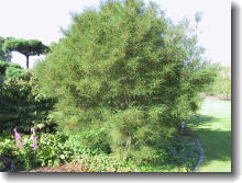 Rhamnus frangula Asplenifolia - Schmalblättriger Kreuzdorn/Faulbaum
