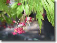 Acer japonicum Aconitifolium - Eisenhutblättriger Japanahorn