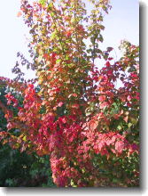 Acer davidii Ernest Wilson - Streifenahorn Herbstfärbung