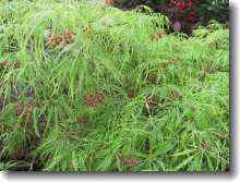 Acer palmatum Dissectum Viridis - grüner Schlitzahorn Viridis
