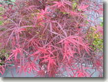 Aufrecht wachsender japanischer Schlitzahorn    Acer palmatum Red Pygmy