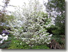 Amerikanischer Blumenhartriegel    Cornus florida
