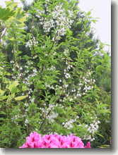 Maiglöckchenbaum    Halesia monticola