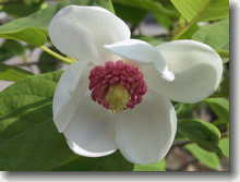 Sommermagnolie    Magnolia sieboldii