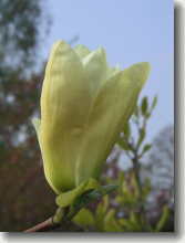 Gelbe Tulpenmagnolie    Magnolia Hybride Yellow River